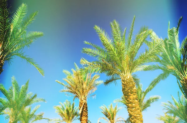 Palmen mit buntem Pop-Art-Effekt. Vintage stilisiertes Foto mit leichten Lecks. Sommerpalmen über dem Himmel am Strand. Urlaubs- und Reisekonzept. Kopierraum — Stockfoto