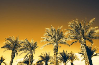 Avuç içi turuncu pop sanat etkisi ile. Vintage stilize fotoğraf ışık ile sızdırıyor. Yaz plaj gökyüzü üzerinde palmiye ağaçları. Tatil ve seyahat kavramı. Kopya alanı