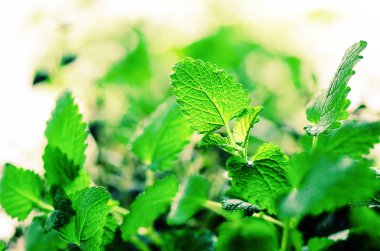 Açık renkli, seçici odak üzerinde yeşil organik nane. Afiş. Uzay kopyalayın. Nane yaprakları ile güneşli sızıntıları, bokeh.