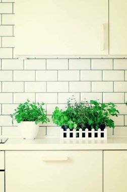 Nane, kekik, fesleğen, maydanoz - aromatik organik otlar beyaz mutfak masasında, tuğla döşeme arka plan. Mutfak baharat bitkileri saksı. Minimalist yaşam tarzı kavramı. Boşaltmak. Afiş.
