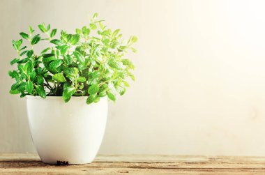 Melissa, Yeşil taze aromatik ot nane ahşap arka plan üzerinde beyaz tencerede. Afiş. Boşaltmak