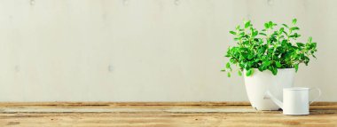 Kopya alanı beyaz ve ahşap zemin üzerine tencerede taze nane. Afiş. Bahar, yaz konsepti. Taze Saksı bitki.