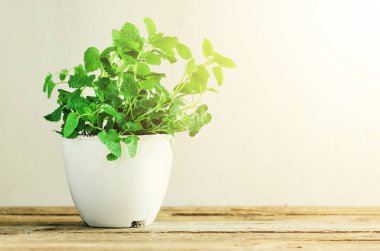 Açık renkli, seçici odak üzerinde yeşil organik nane. Afiş. Uzay kopyalayın. Nane yaprakları ile güneşli sızıntıları, bokeh.