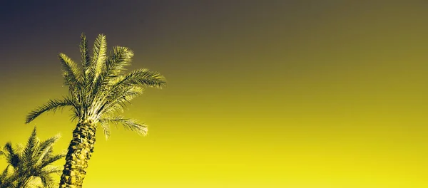 Arco-íris palmeiras coloridas no fundo do céu. Fantástico vazamentos de luz foto tonificada. Férias tropicais e exóticas. Bandeira criativa. Verão conceito de viagem . — Fotografia de Stock