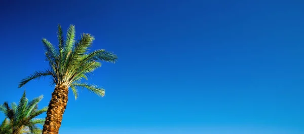 Regenboog gekleurde palmbomen op de hemelachtergrond. Fantastische getinte foto licht lekken. Tropical, exotische vakantie. Creatieve banner. Zomer reizen concept. — Stockfoto