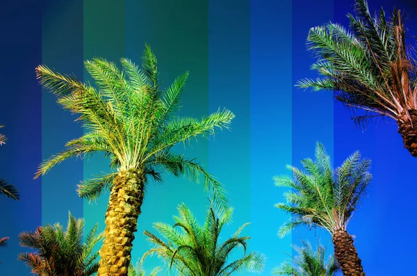 Rainbow colored palm trees on sky background. Fantastic toned photo light leaks. Tropical, exotic vacation. Creative banner. Summer travel concept. — Stock Photo, Image