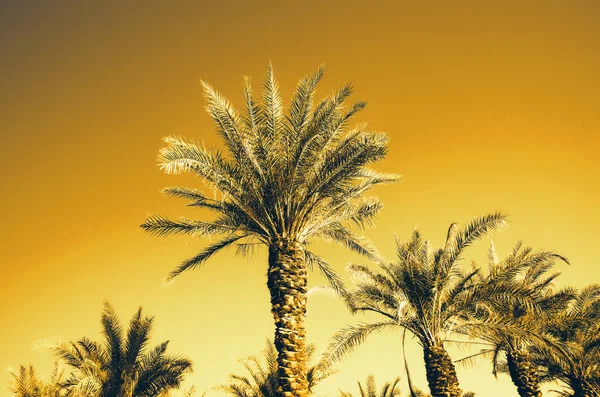 Palmeras con efecto arte pop naranja. Foto estilizada vintage con fugas ligeras. Palmeras de verano sobre el cielo en la playa. Concepto de vacaciones y viajes. Copiar espacio — Foto de Stock