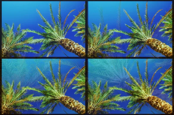 Эффект сбой благодаря обработке фотографии на изображении с пальмами и океаном — стоковое фото