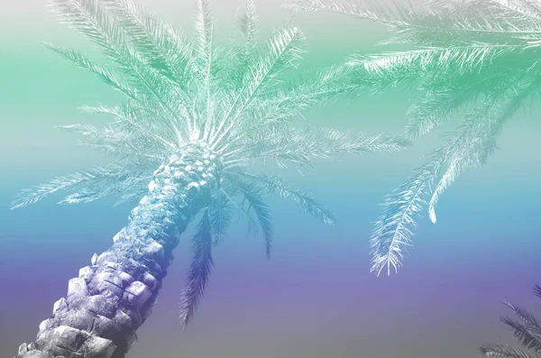 Palms with colorful pop art effect. Vintage stylized photo with light leaks. Summer palm trees over sky on beach. Holiday and travel concept. Copy space — Stock Photo, Image