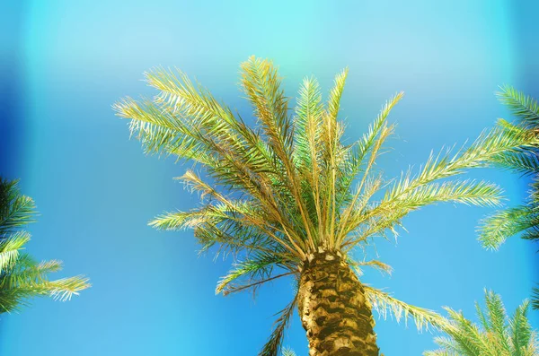 Долоні з барвистим ефектом поп-арту. Вінтажне стилізоване фото з витоками світла. Літні пальми над небом на пляжі. Концепція відпочинку та подорожей. Копіювати простір — стокове фото