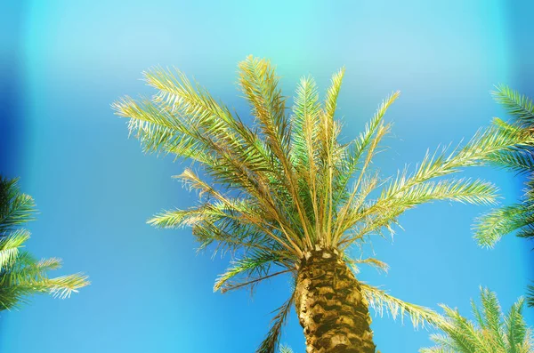 Palmeras con colorido efecto de arte pop. Foto estilizada vintage con fugas ligeras. Palmeras de verano sobre el cielo en la playa. Concepto de vacaciones y viajes. Copiar espacio — Foto de Stock