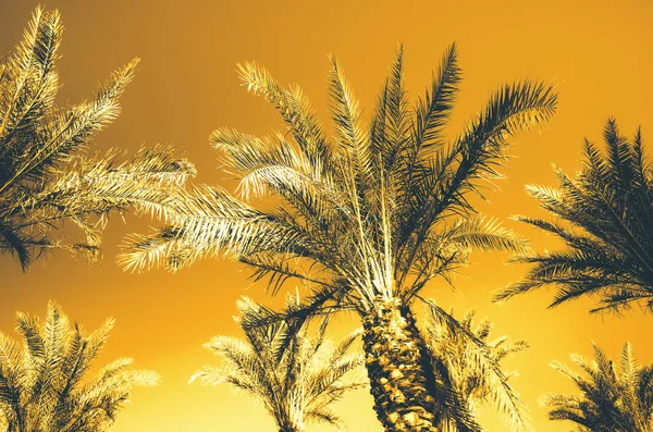 Palmeras con efecto arte pop naranja. Foto estilizada vintage con fugas ligeras. Palmeras de verano sobre el cielo en la playa. Concepto de vacaciones y viajes. Copiar espacio —  Fotos de Stock