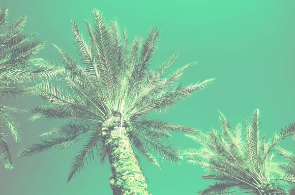 Пальми з ефектом бірюзового поп-арту. Вінтажне стилізоване фото з витоками світла. Літні пальми над небом на пляжі. Концепція відпочинку та подорожей. Копіювати простір — стокове фото