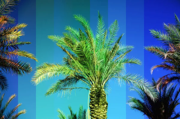 Rainbow colored palm trees on sky background. Fantastic toned photo light leaks. Tropical, exotic vacation. Creative banner. Summer travel concept. — Stock Photo, Image