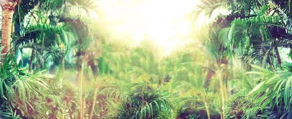 热带棕榈叶有太阳泄漏效应。花卉图案背景。横幅, 复制空间。异国情调的棕榈散景, 色调。暑期、度假和旅游理念 — 图库照片