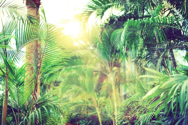 Palmiers tropicaux vintage. Feuilles de palmier tropicales avec effet de fuite de soleil. Fond motif floral. Bannière, copie l'espace. Palmiers exotiques bokeh, tonique. Concept été, vacances et voyages — Photo