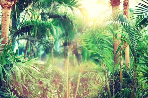 棕榈树在天空。夏天, 假日和旅行概念以拷贝空间。棕榈树枝具有阳光照射效果。设计背景。热带丛林景观 — 图库照片