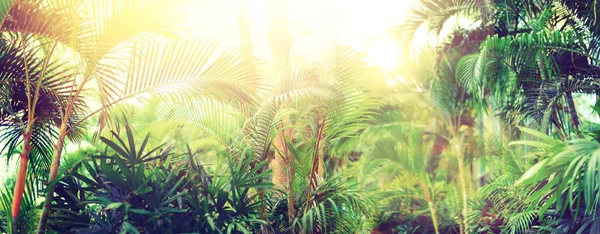 Tropische palmboom met zon bokeh effect en licht lekken. Abstracte achtergrond. Zomervakantie, travel avontuur concept. Vintage Toon filter. Banner — Stockfoto