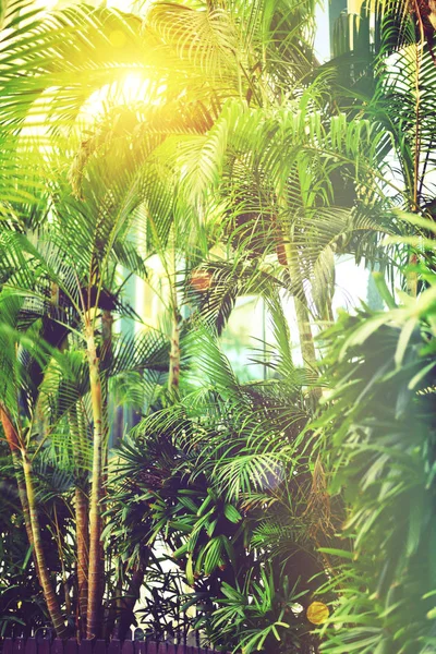 Arrière-plan tropical de palmiers verts. Effet lumière du soleil et bokeh ensoleillé. Concept été, vacances et voyage avec espace de copie. Feuilles et branches de palmier . — Photo