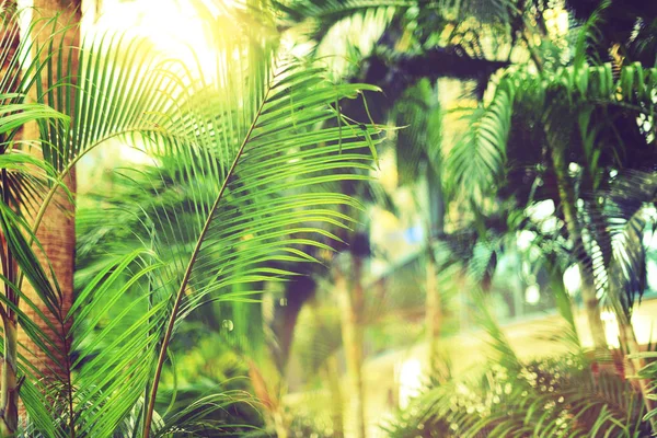 Des palmiers sur le ciel. Concept été, vacances et voyage avec espace de copie. branches de palmier avec effet de lumière du soleil. Contexte pour la conception. Vue sur la jungle tropicale — Photo