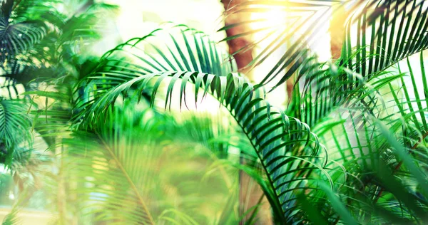 Palmier tropical avec effet bokeh soleil et fuites de lumière. Contexte abstrait. Vacances d'été, concept d'aventure de voyage. Filtre ton vintage. Bannière — Photo