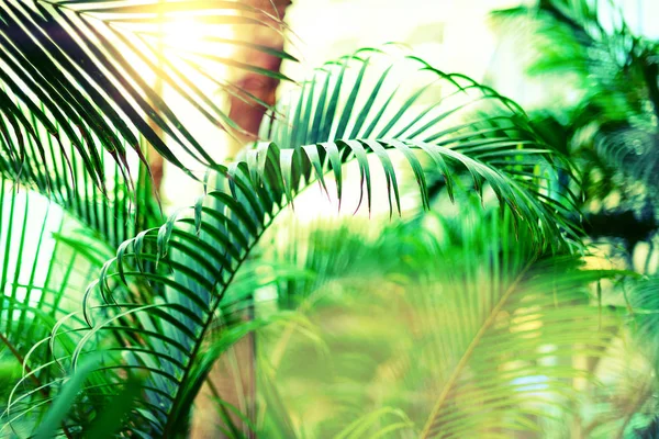 Arrière-plan tropical de palmiers verts. Effet lumière du soleil et bokeh ensoleillé. Concept été, vacances et voyage avec espace de copie. Feuilles et branches de palmier . — Photo