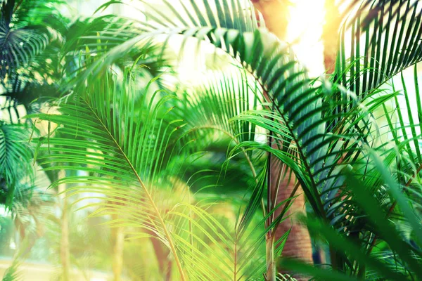Des palmiers sur le ciel. Concept été, vacances et voyage avec espace de copie. branches de palmier avec effet de lumière du soleil. Contexte pour la conception. Vue sur la jungle tropicale — Photo