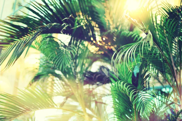 Palmbomen over hemel. Zomer, vakantie en reizen concept met kopie ruimte. Palm takken met zon lichteffect. Achtergrond voor ontwerp. Weergave van de tropische jungle — Stockfoto