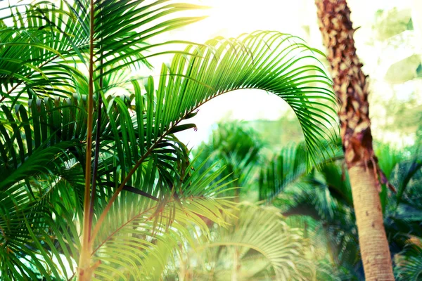 Arrière-plan tropical de palmiers verts. Effet lumière du soleil et bokeh ensoleillé. Concept été, vacances et voyage avec espace de copie. Feuilles et branches de palmier . — Photo
