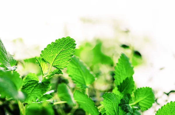 Green organic mint on light background, selective focus. Banner. Copy space. Mint leaves with sunny leaks, bokeh. — Stock Photo, Image