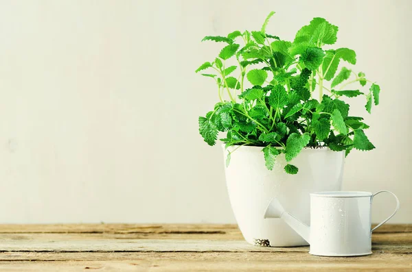 Açık renkli, seçici odak üzerinde yeşil organik nane. Afiş. Uzay kopyalayın. Nane yaprakları ile güneşli sızıntıları, bokeh.