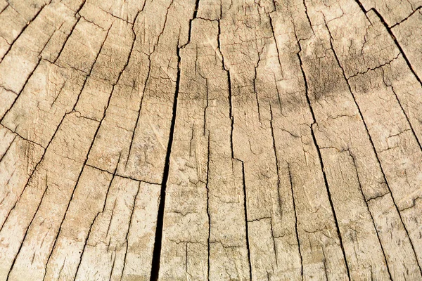 Wood structure, abstract background. Copy space. Dry old tree with cracks. Wooden cross section showing growth rings. — Stock Photo, Image