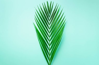En az yaz konsepti. Üstten görünüm yeşil yaprak punchy pastel kağıt üzerinde. Yaratıcı düz kopya alanı ile yatıyordu. Mavi arka plan üzerinde tropikal palmiye yaprakları.