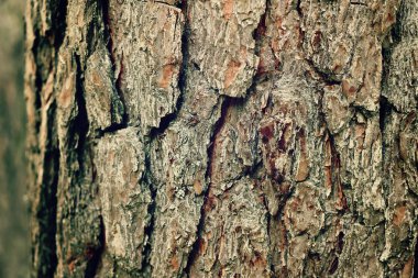 Kuru ağaç kabuğu arka plan. Kopya alanı ile soyut ahşap doku.
