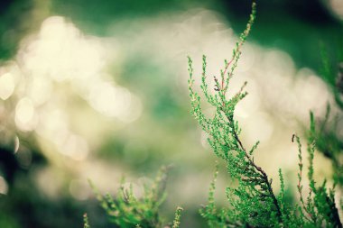Odak dışı yeşil doğal renkli. Orman bokeh. Retro tonda afiş. Uzay kopyalayın. Bulanık Soyut doku. Yaz konsepti. Vahşi doğa
