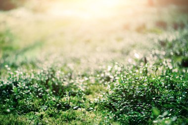 Doğal arka plan ışık bokeh ve sızıntıları etkisi ile. Ormanda çimenler. Yaz konsepti. Uzay kopyalayın. Afiş. Yumuşak odak.