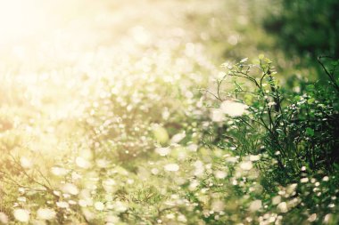 Yeşil yaprakları ile bokeh, arka plan bulanıklık. Afiş. Vahşi doğa.
