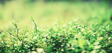 Bokeh ışık sayesinde güneş ormanda bırakır. Yeşil arka plan bulanıklık. Afiş. Vahşi doğa.