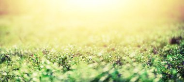 Yeşil yaprakları ile bokeh, arka plan bulanıklık. Afiş. Vahşi doğa.
