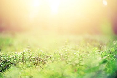 Doğal arka plan ışık bokeh ve sızıntıları etkisi ile. Ormanda çimenler. Yaz konsepti. Uzay kopyalayın. Afiş. Yumuşak odak.