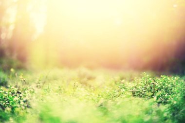 Yeşil yaprakları ile bokeh, arka plan bulanıklık. Afiş. Vahşi doğa.
