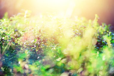 Sabah ışık ve güneş yeşil bokeh sızdırıyor. Bulanık arka plan. Yaz konsepti. Defocused Bokeh. Afiş. Vahşi doğa