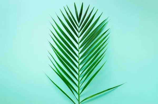 Concept d'été minimal. Feuille verte vue du dessus sur papier pastel perforé. Pose plate créative avec espace de copie. Feuilles de palmier tropicales sur fond bleu . — Photo