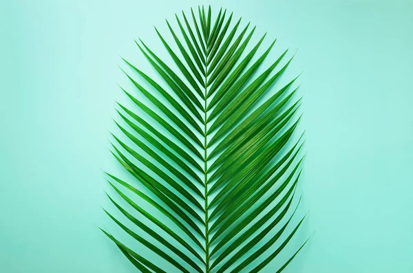 Concept d'été minimal. Feuille verte vue du dessus sur papier pastel perforé. Pose plate créative avec espace de copie. Feuilles de palmier tropicales sur fond bleu . — Photo