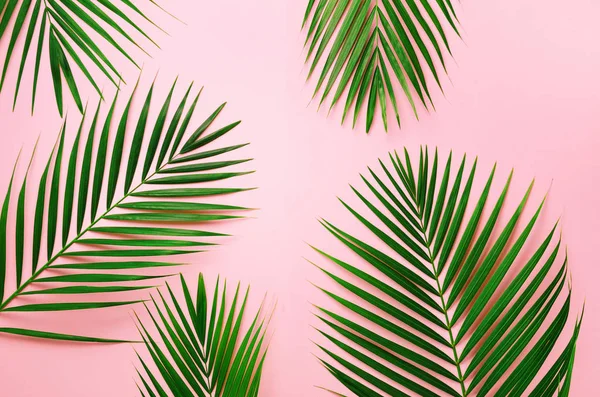 Tropical palm leaves on pastel pink background. Minimal summer concept. Creative flat lay with copy space. Top view green leaf on punchy pastel paper