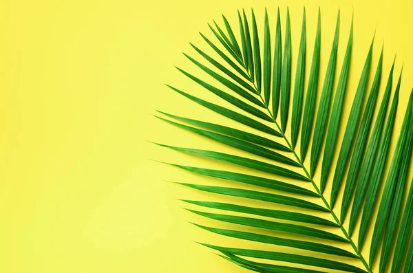 Feuilles de palmier tropicales sur fond jaune pastel. Concept d'été minimal. Pose plate créative avec espace de copie. Feuille verte vue du dessus sur papier pastel perforé — Photo