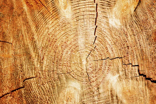 Wood structure, abstract background. Copy space. Dry old tree with cracks. Wooden cross section showing growth rings. — Stock Photo, Image