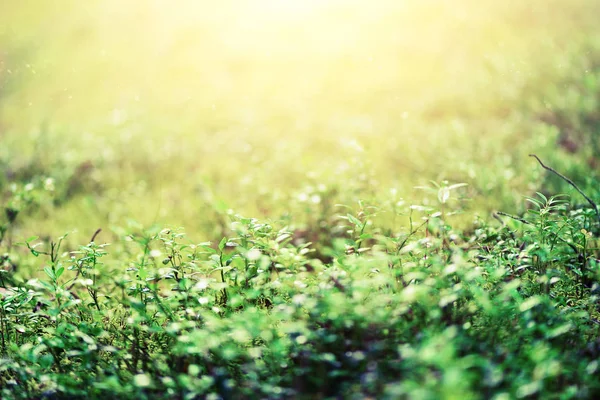 Blur green leaves with bokeh, abstract background. Banner. Wild nature. — Stock Photo, Image