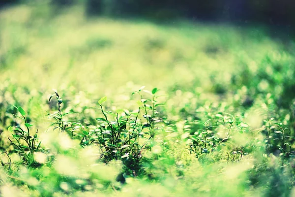 Het patroon van de kleine groene blaadjes in het bos. Wilde natuur. Zomer concept. Kopieer ruimte. Banner. Soft Focus Sea.... — Stockfoto