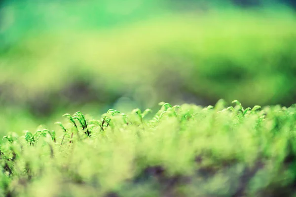 Het patroon van de kleine groene blaadjes in het bos. Wilde natuur. Zomer concept. Kopieer ruimte. Banner. Soft Focus Sea.... — Stockfoto